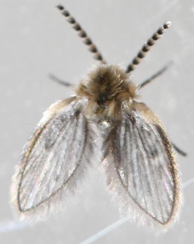 Philosepedon sp.